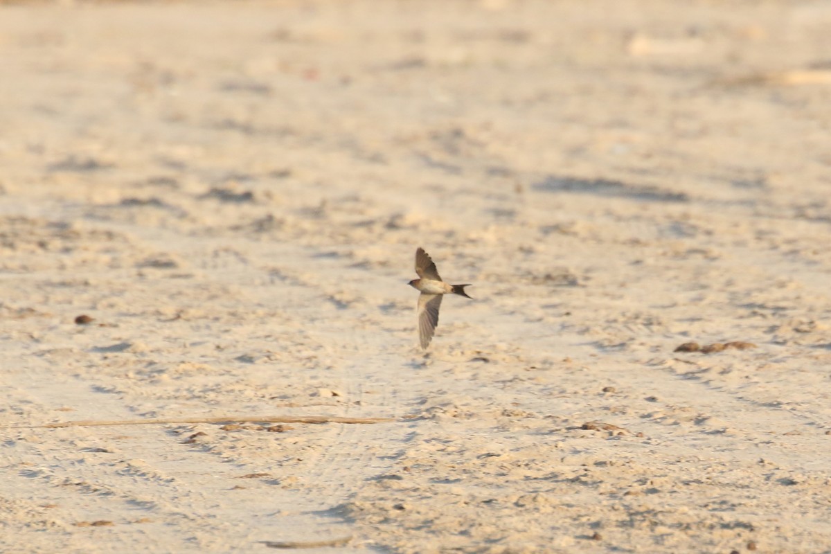 Eastern Red-rumped Swallow - ML627381837