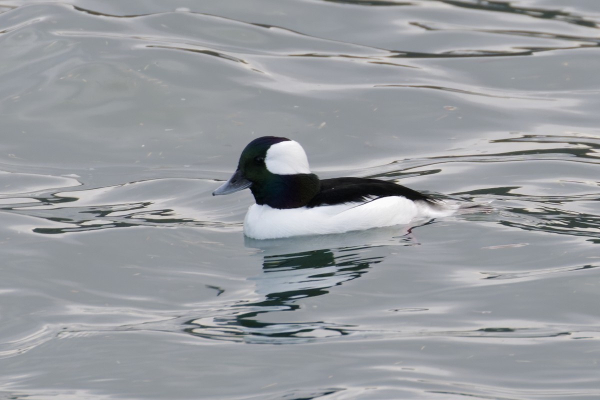 Bufflehead - ML627381839