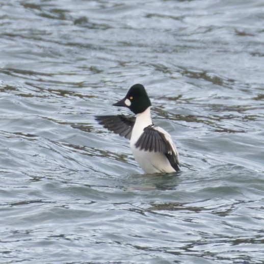 Common Goldeneye - ML627381843
