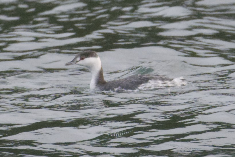 Horned Grebe - ML627381848