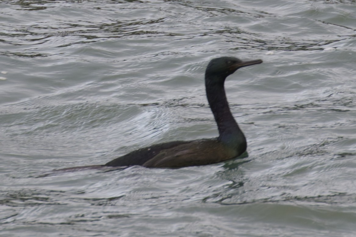 Pelagic Cormorant - ML627381851