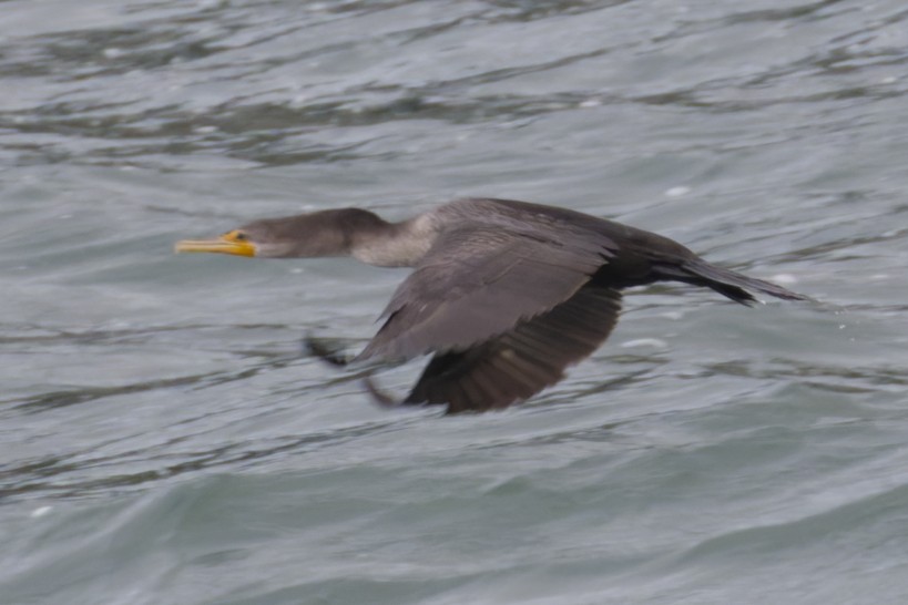 Double-crested Cormorant - ML627381861