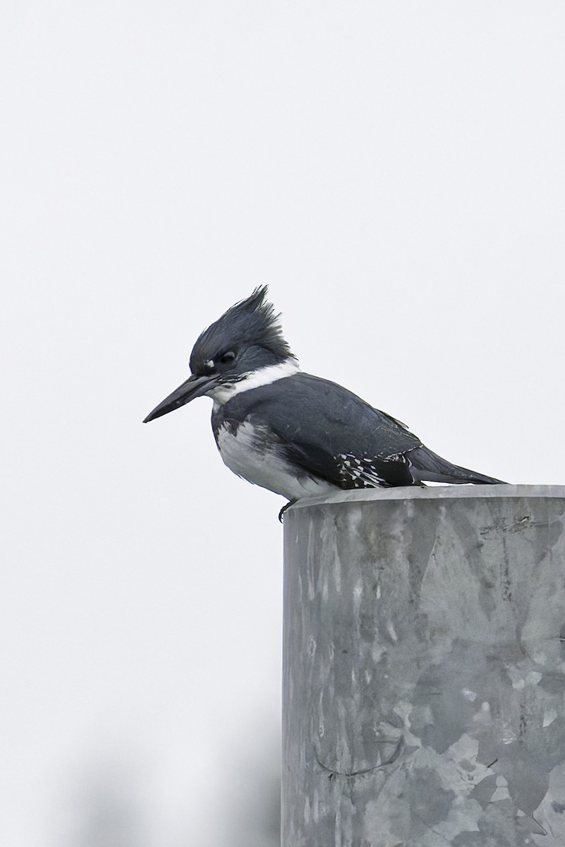 Belted Kingfisher - ML627381864