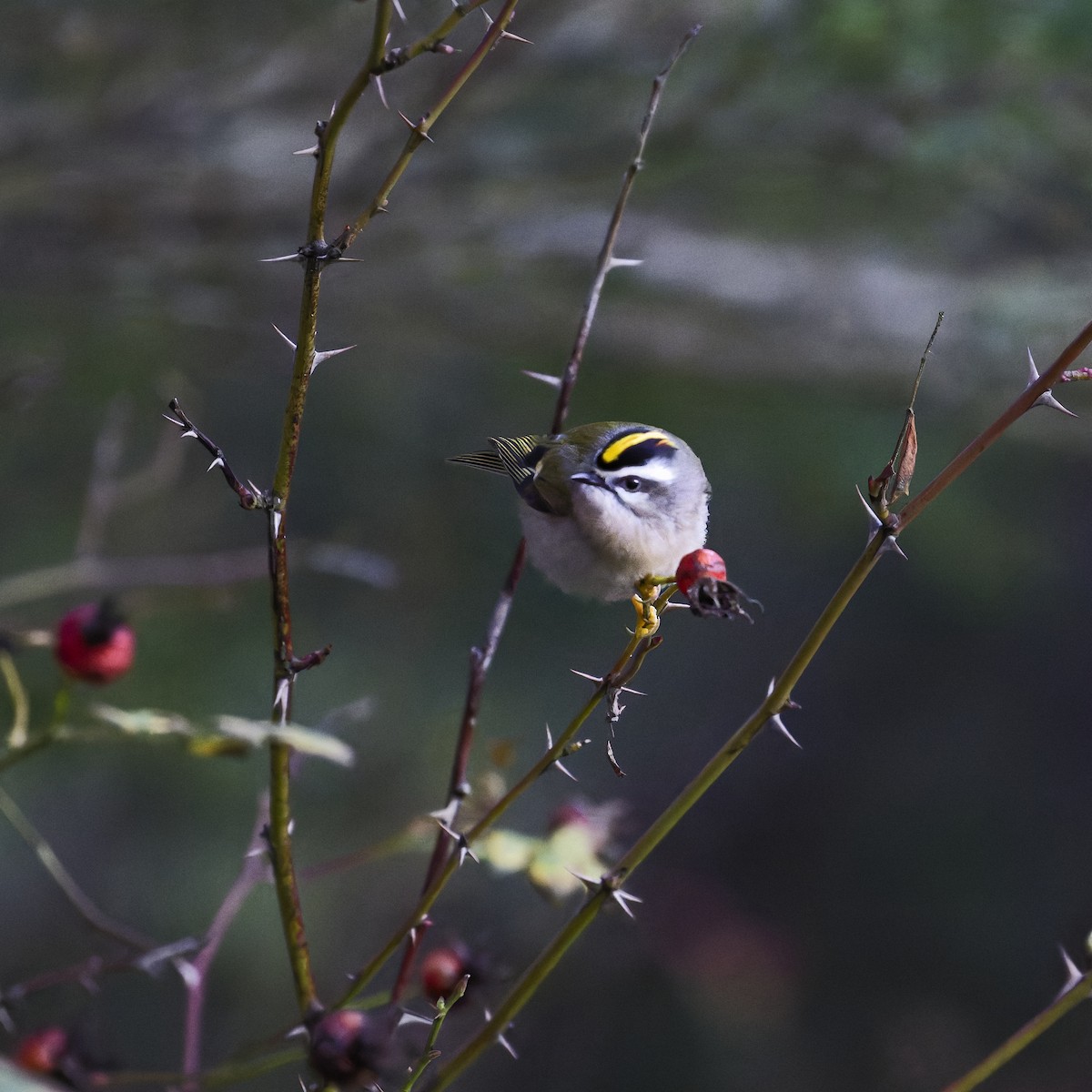 Golden-crowned Kinglet - ML627381865