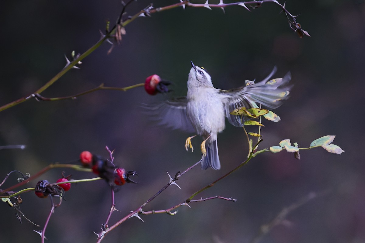 Golden-crowned Kinglet - ML627381867