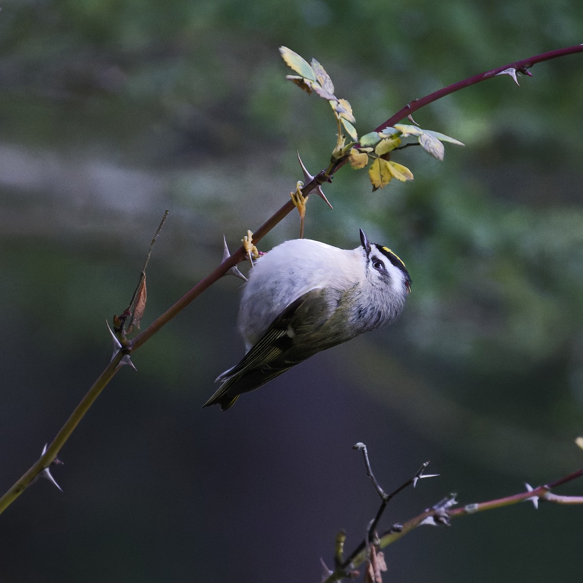Golden-crowned Kinglet - ML627381868