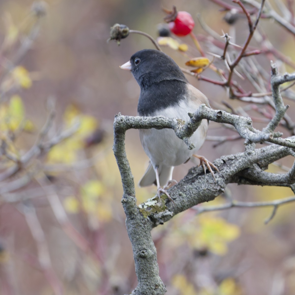 Dark-eyed Junco - ML627381881