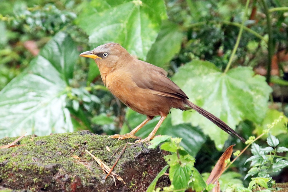 Rufous Babbler - ML627381908