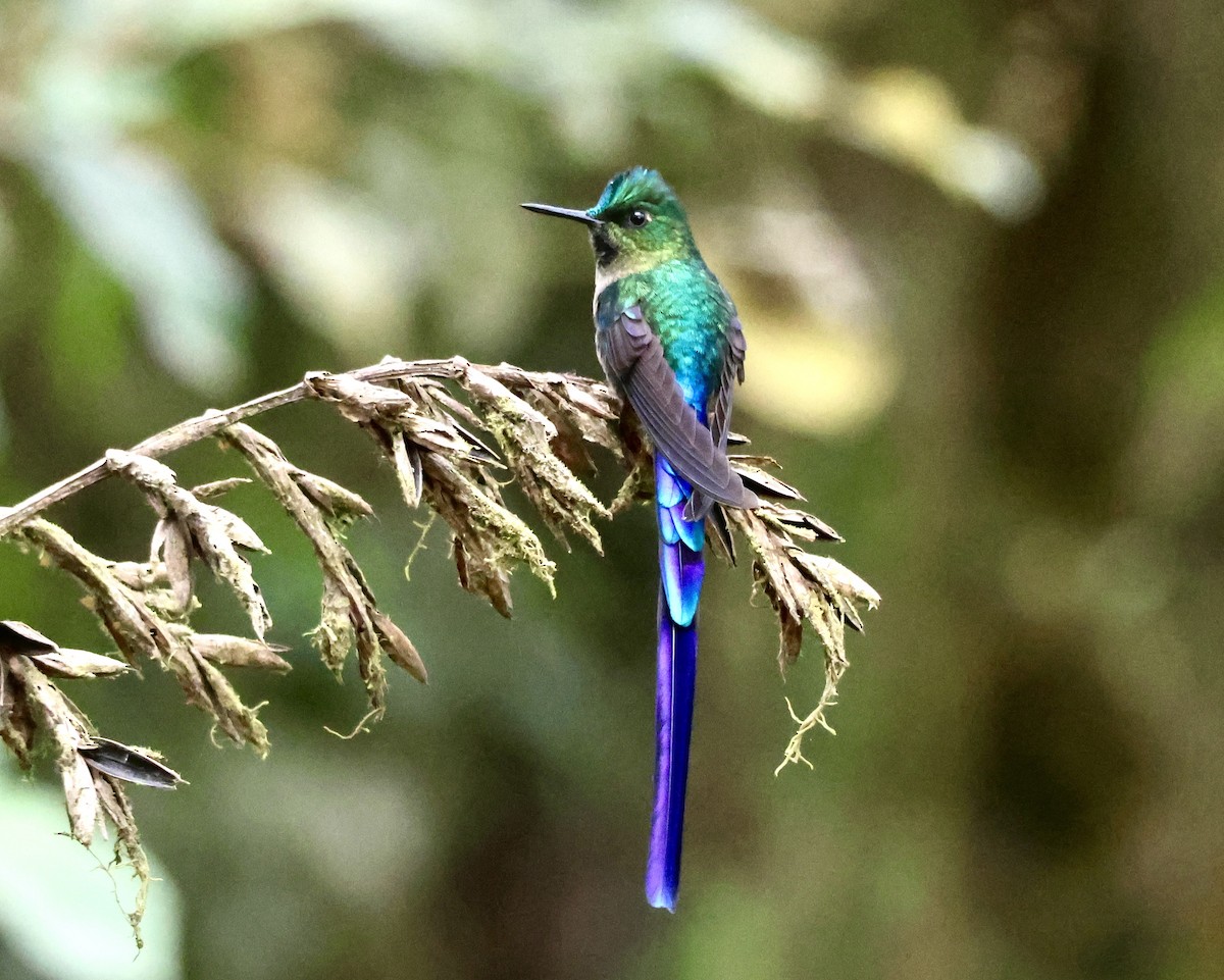 Violet-tailed Sylph - ML627381920