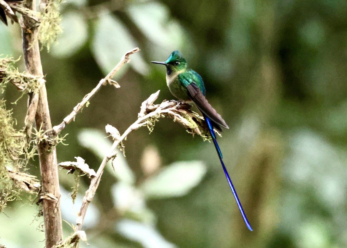 Violet-tailed Sylph - ML627381921