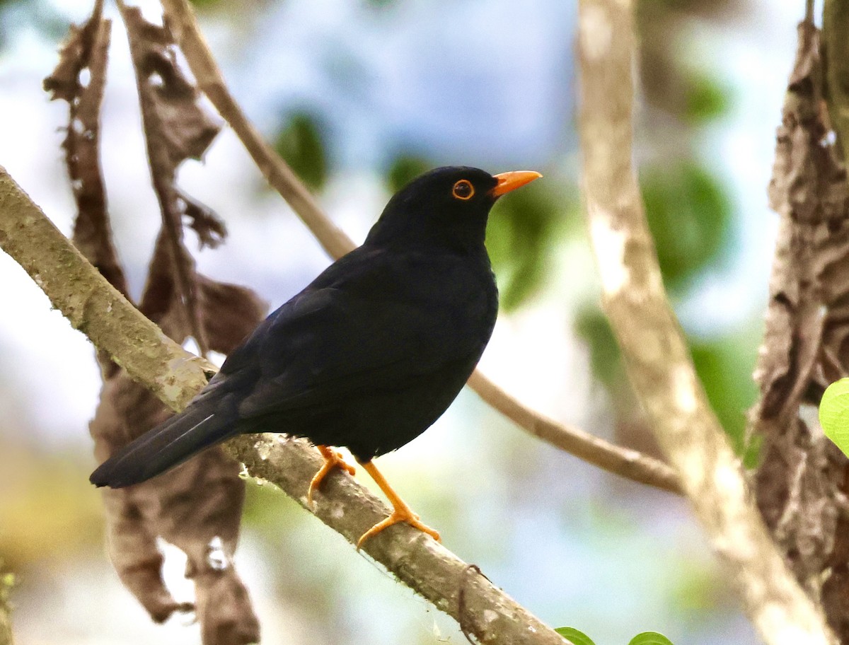 Glossy-black Thrush - ML627381936