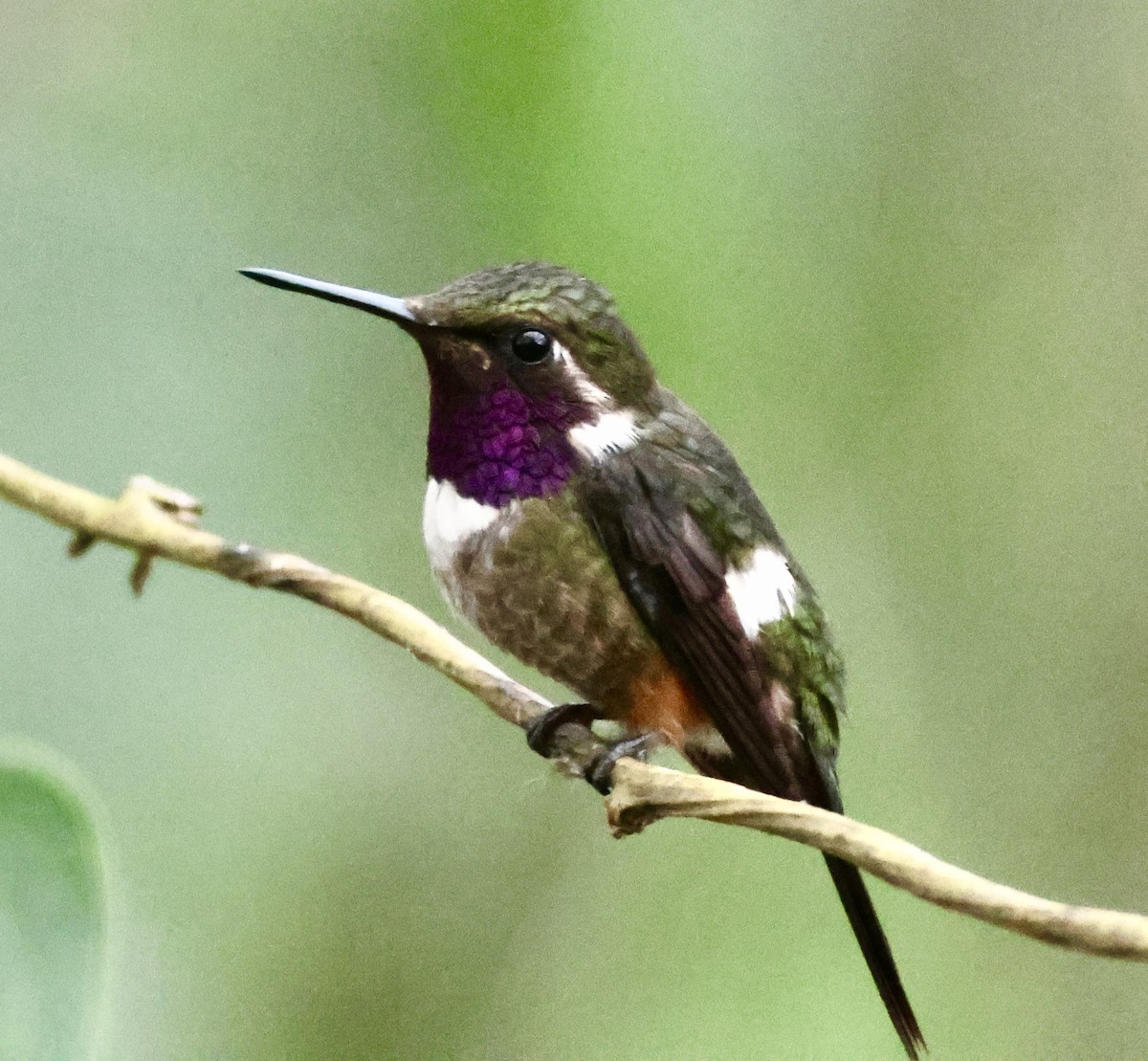 Purple-throated Woodstar - ML627381940