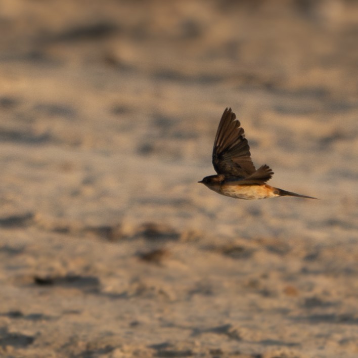 Eastern Red-rumped Swallow - ML627381941