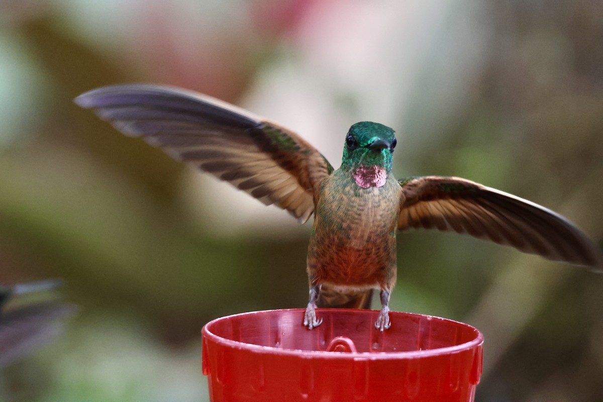 Fawn-breasted Brilliant - ML627381942