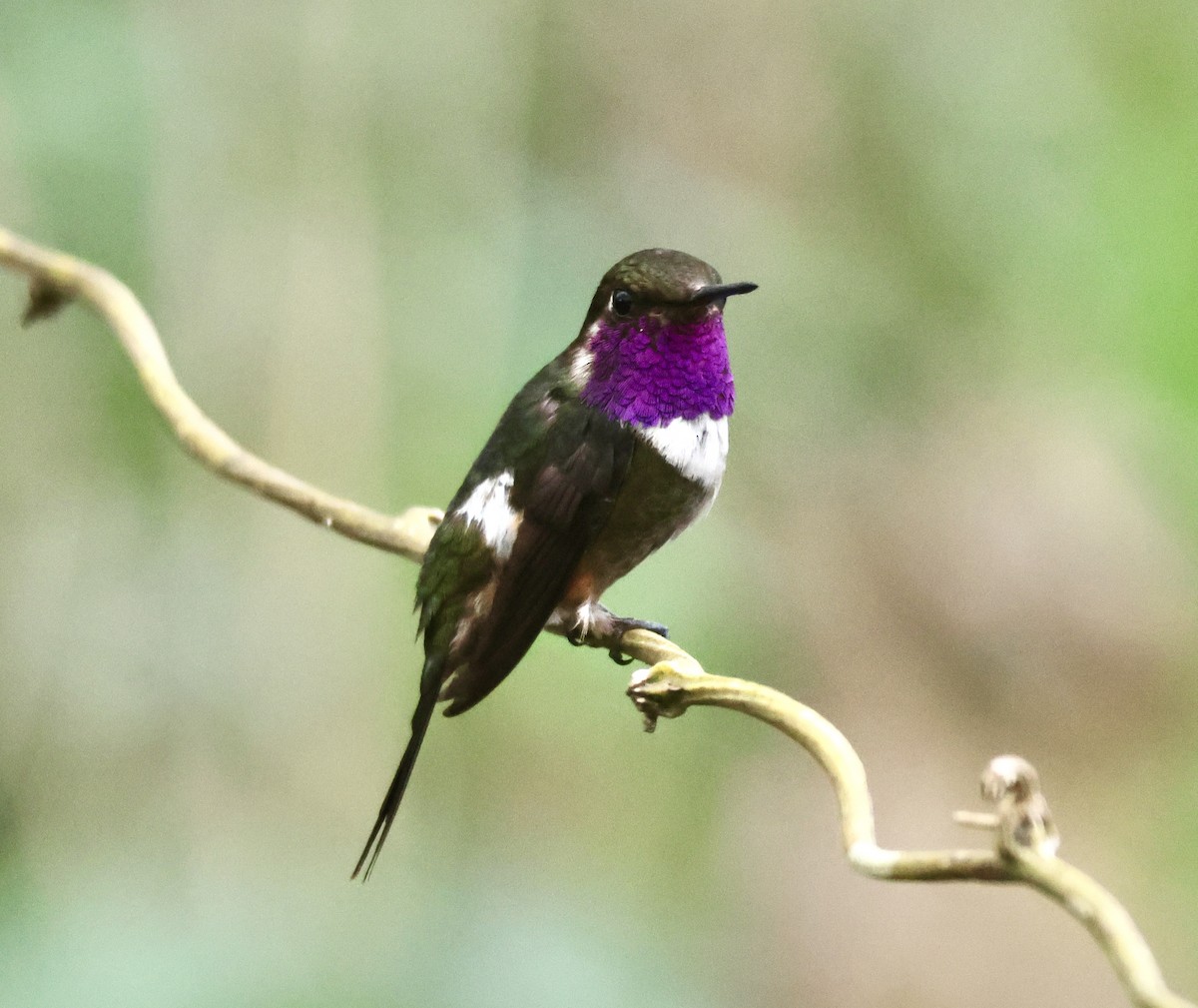 Purple-throated Woodstar - ML627381946