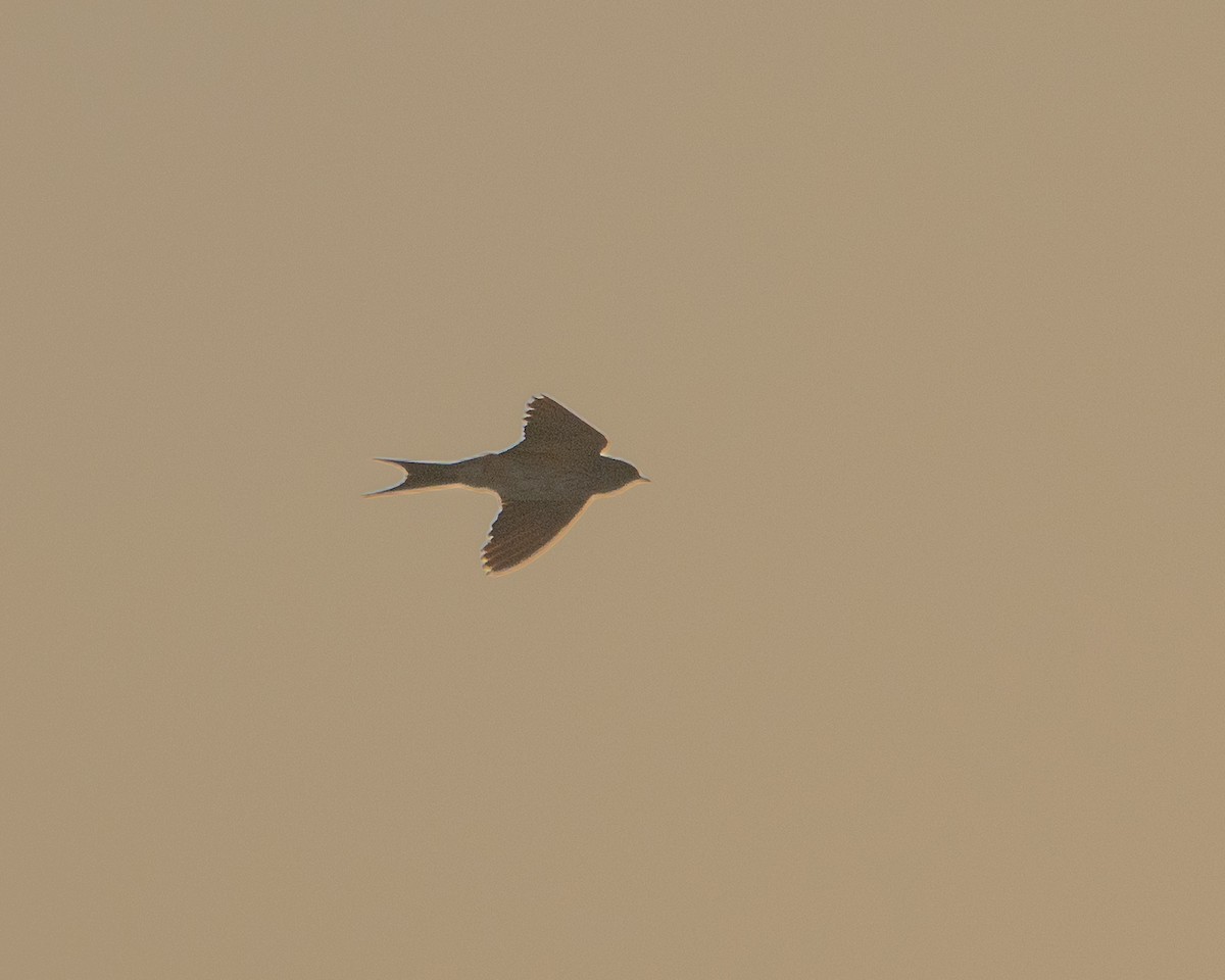 Eastern Red-rumped Swallow - ML627381953