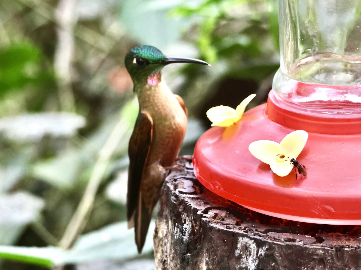 Fawn-breasted Brilliant - ML627381954