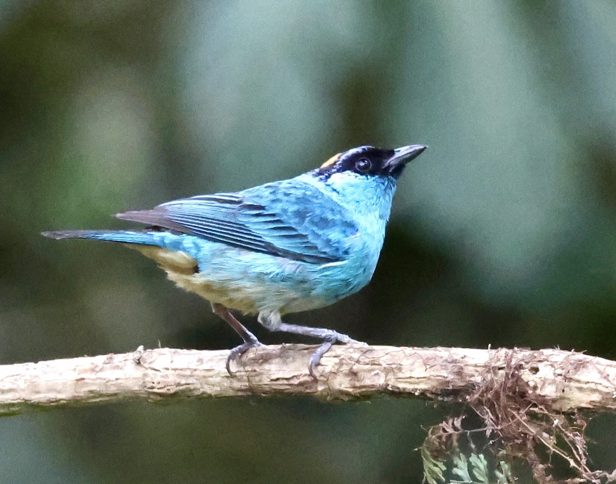 Golden-naped Tanager - ML627381984