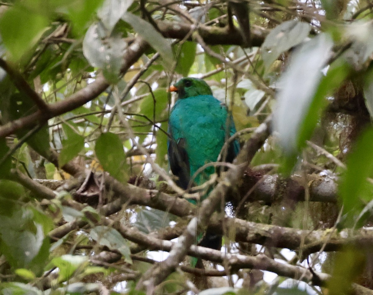 Golden-headed Quetzal - ML627381989