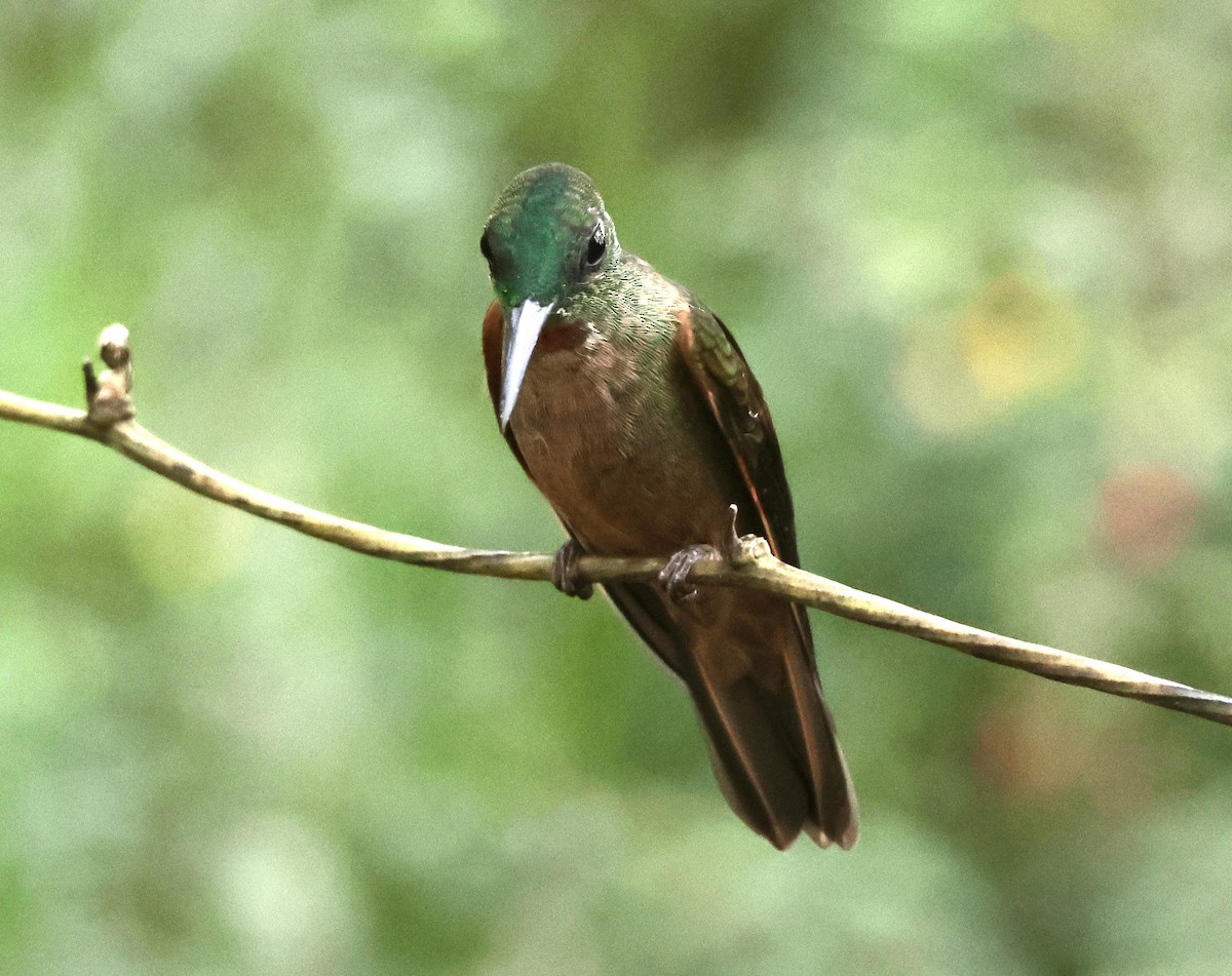 Fawn-breasted Brilliant - ML627382001