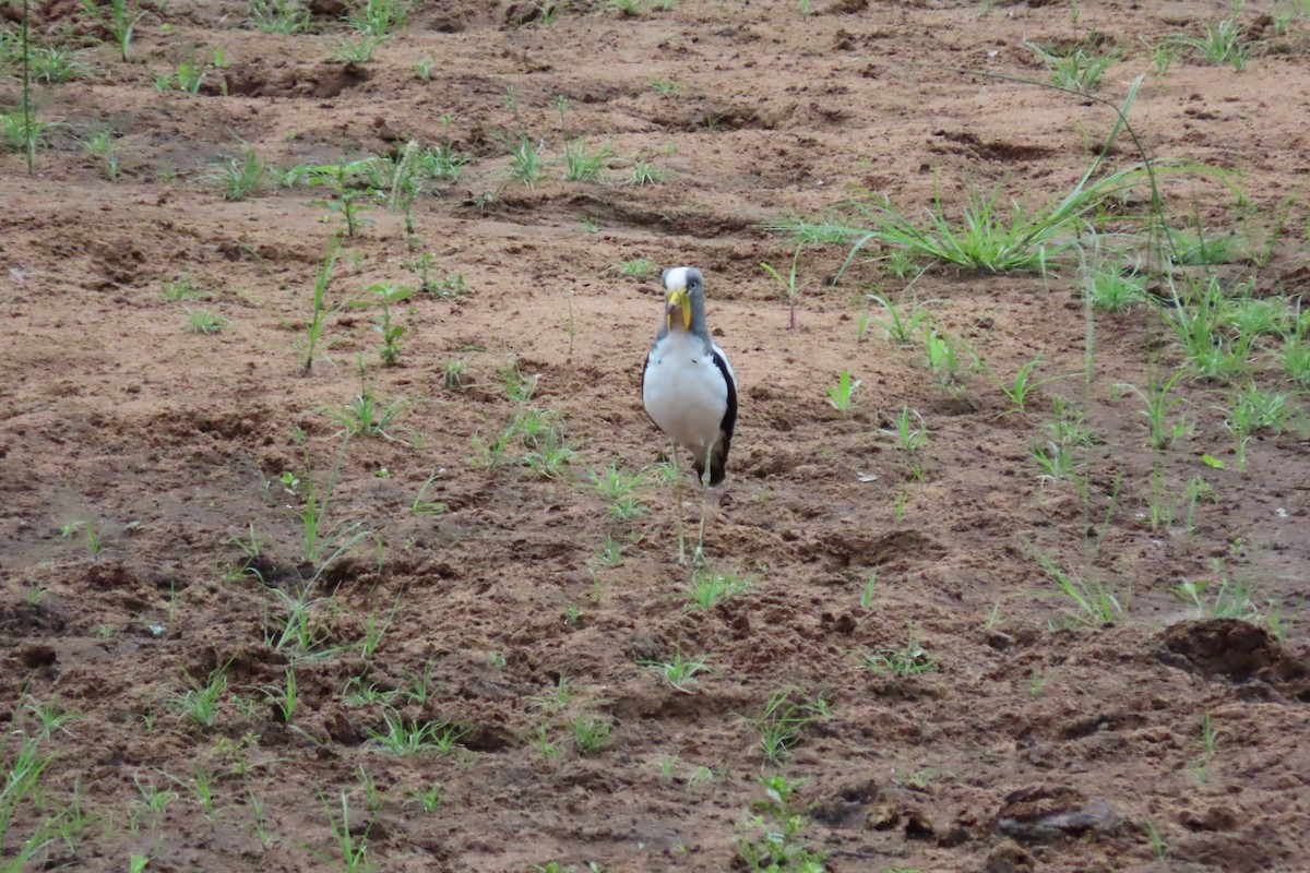 White-crowned Lapwing - ML627382002