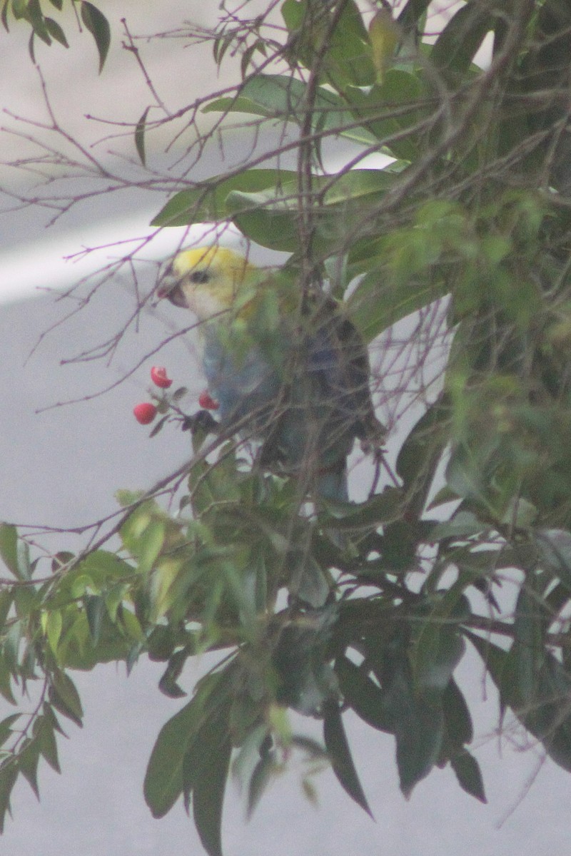 Pale-headed Rosella - ML627382019