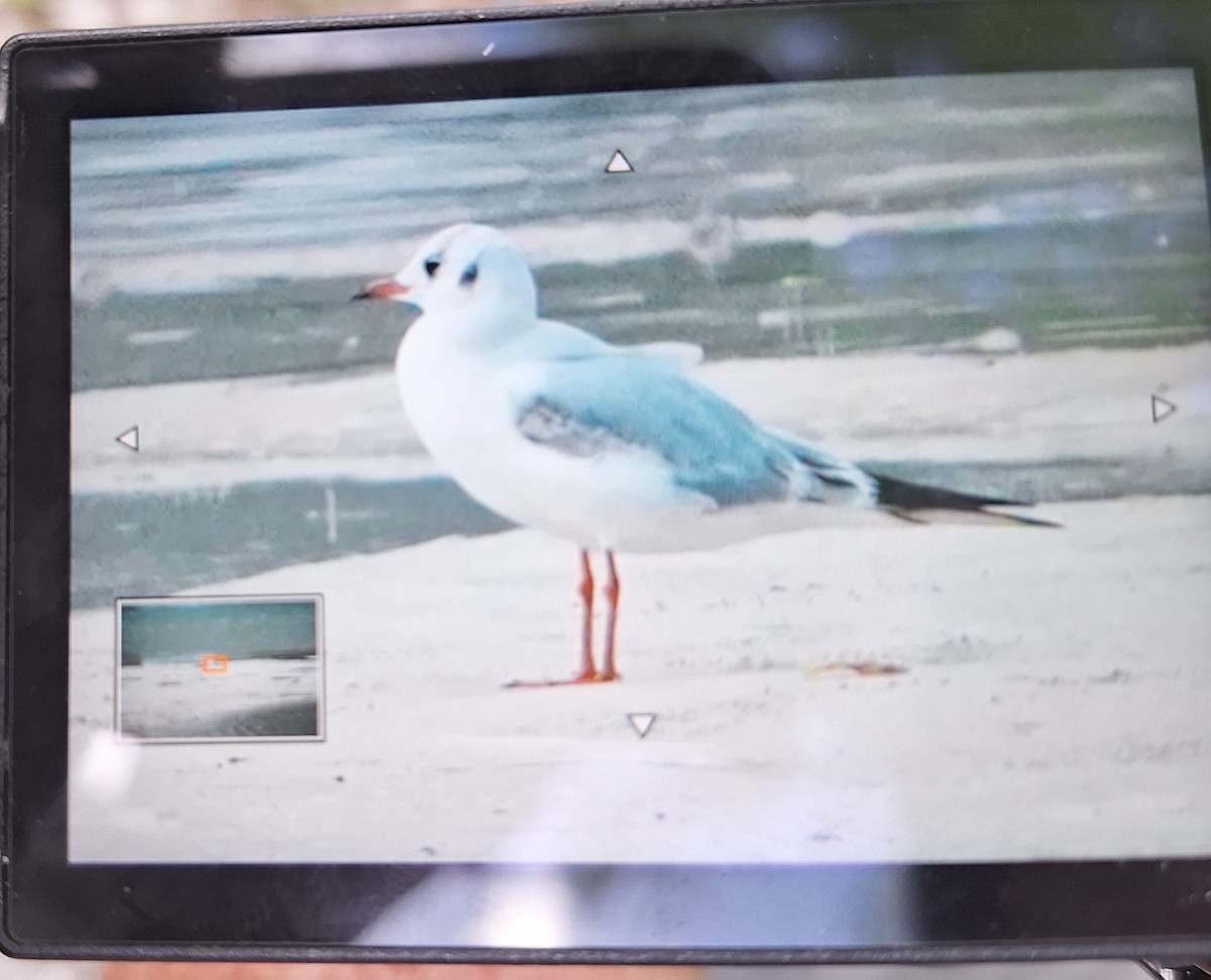 Black-headed Gull - ML627382026