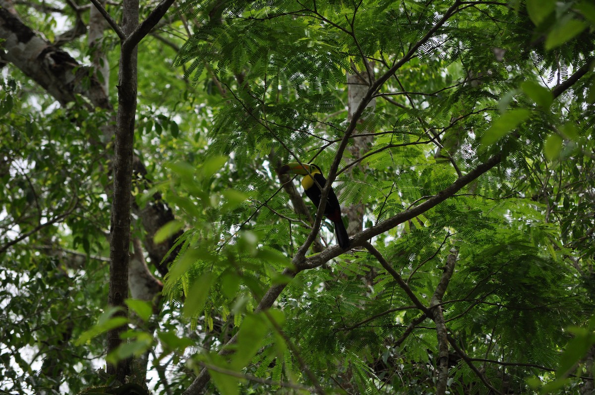 Keel-billed Toucan - ML627382072