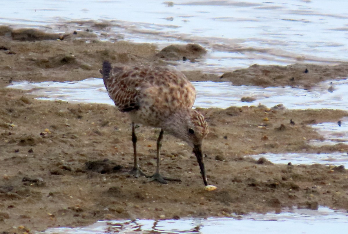 Sharp-tailed Sandpiper - ML627382124