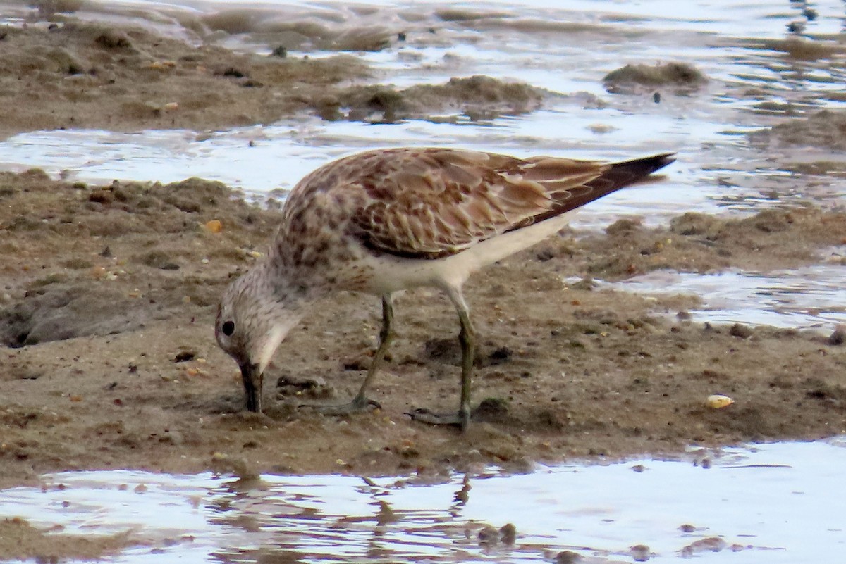 Sharp-tailed Sandpiper - ML627382127