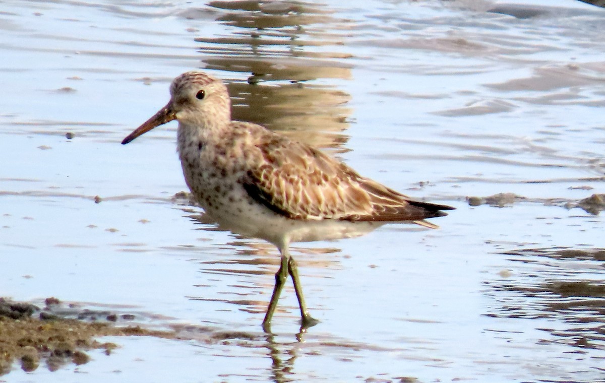 Sharp-tailed Sandpiper - ML627382128