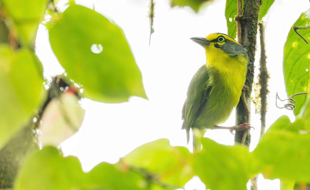 Slaty-capped Shrike-Vireo (Pale-legged) - ML627382185