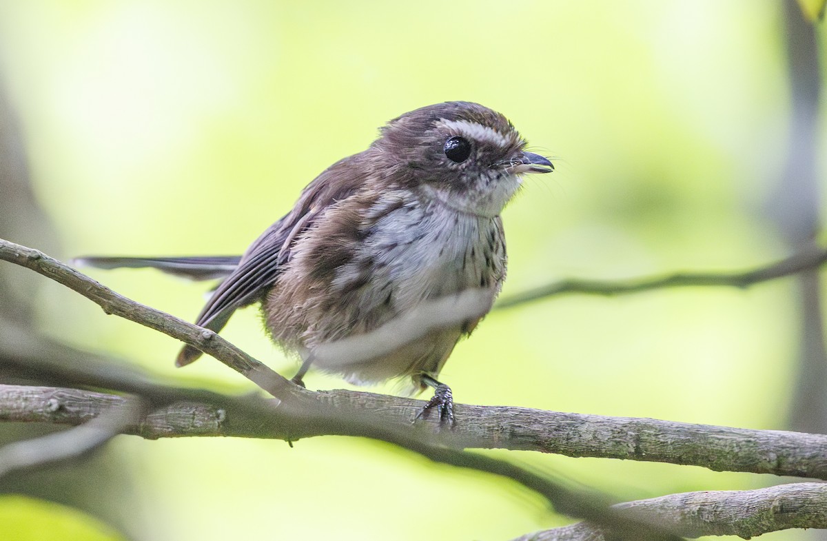 Fiji Streaked Fantail (Taveuni) - ML627382212