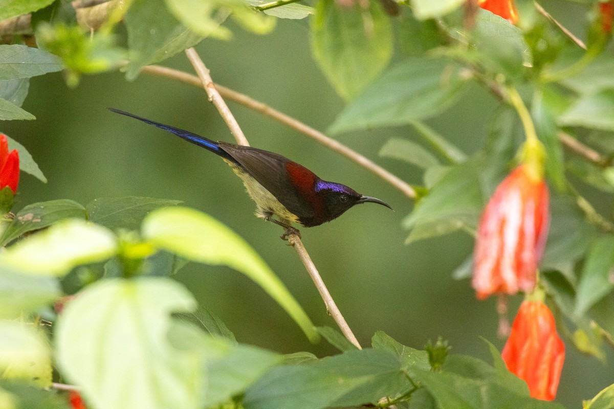 Black-throated Sunbird (Black-throated) - ML627382248