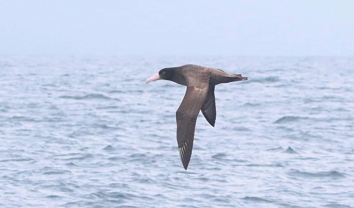 アホウドリ - ML627382252