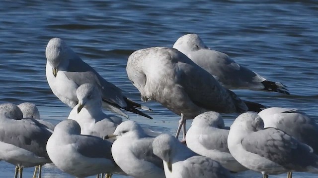 アメリカセグロカモメ - ML627382261