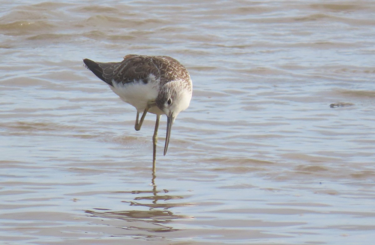 Common Greenshank - ML627382262