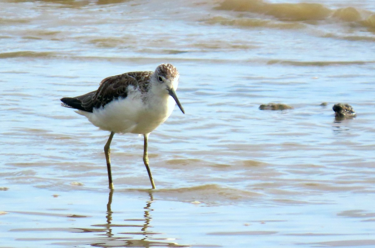 Common Greenshank - ML627382264