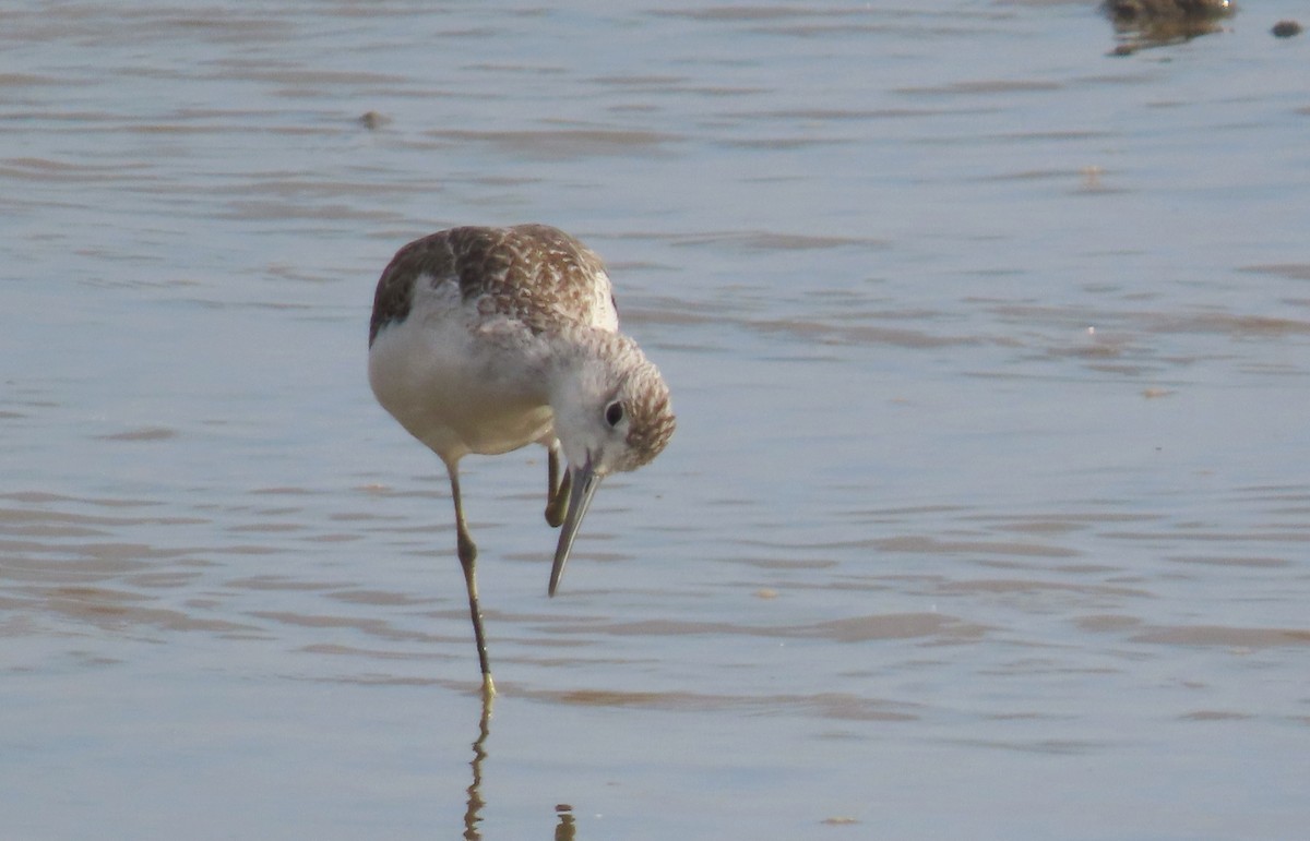 Common Greenshank - ML627382265