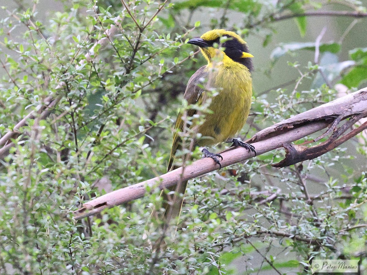 Yellow-tufted Honeyeater (Helmeted) - ML627382381