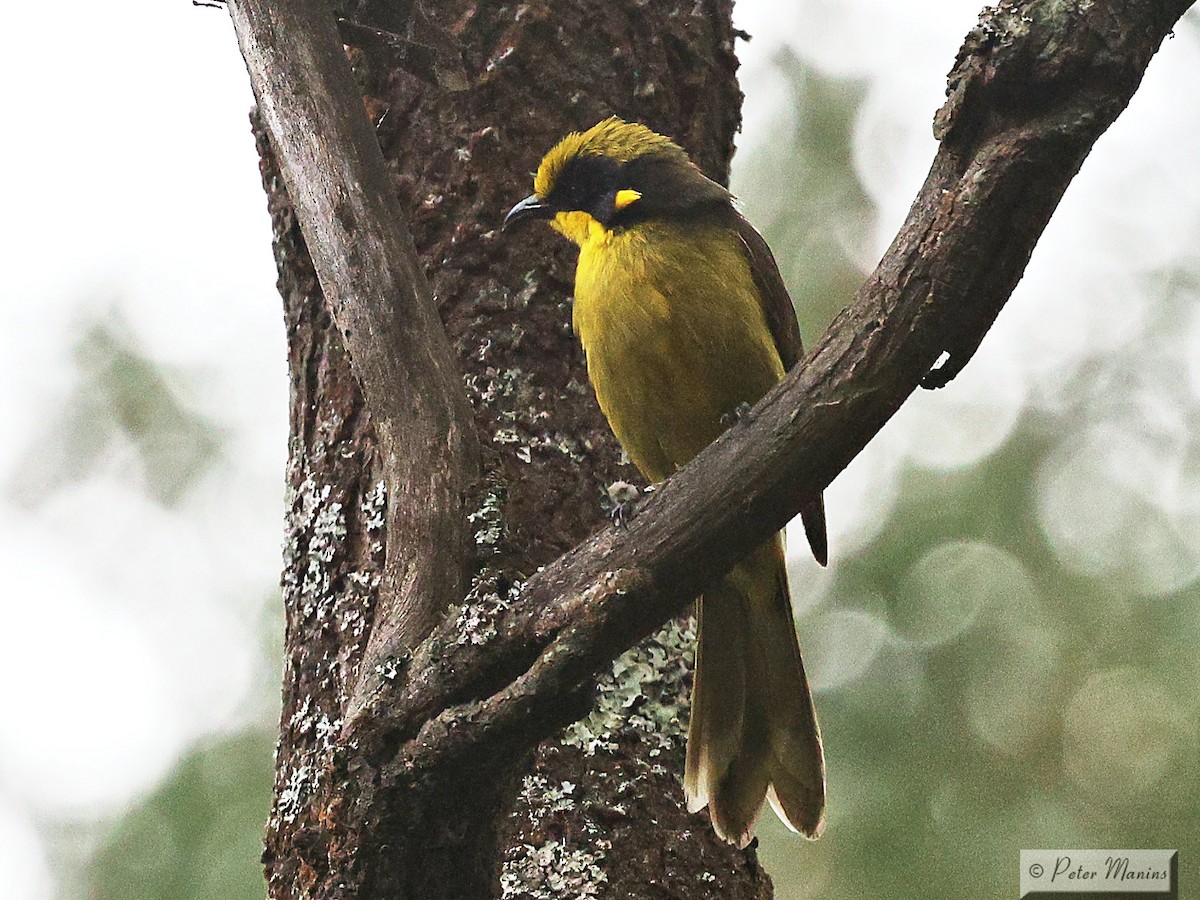 Yellow-tufted Honeyeater (Helmeted) - ML627382382