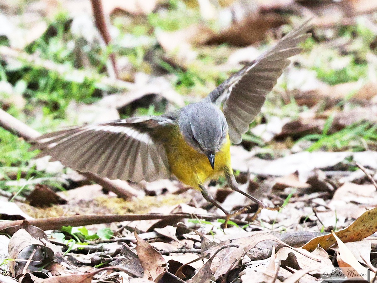Eastern Yellow Robin - ML627382385