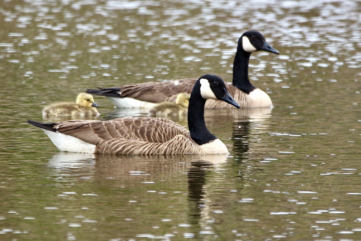 Canada Goose - ML627382483