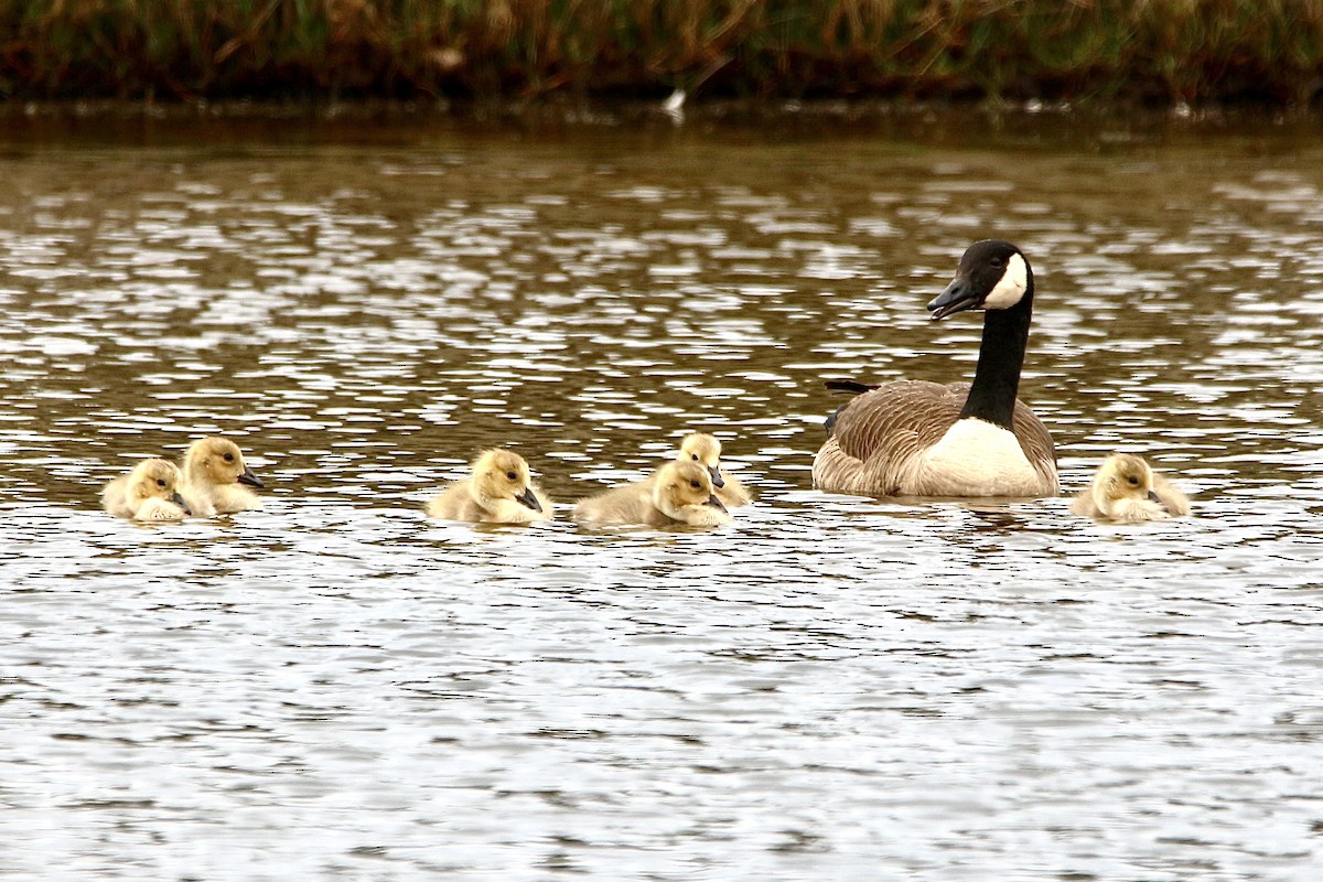 Canada Goose - ML627382484