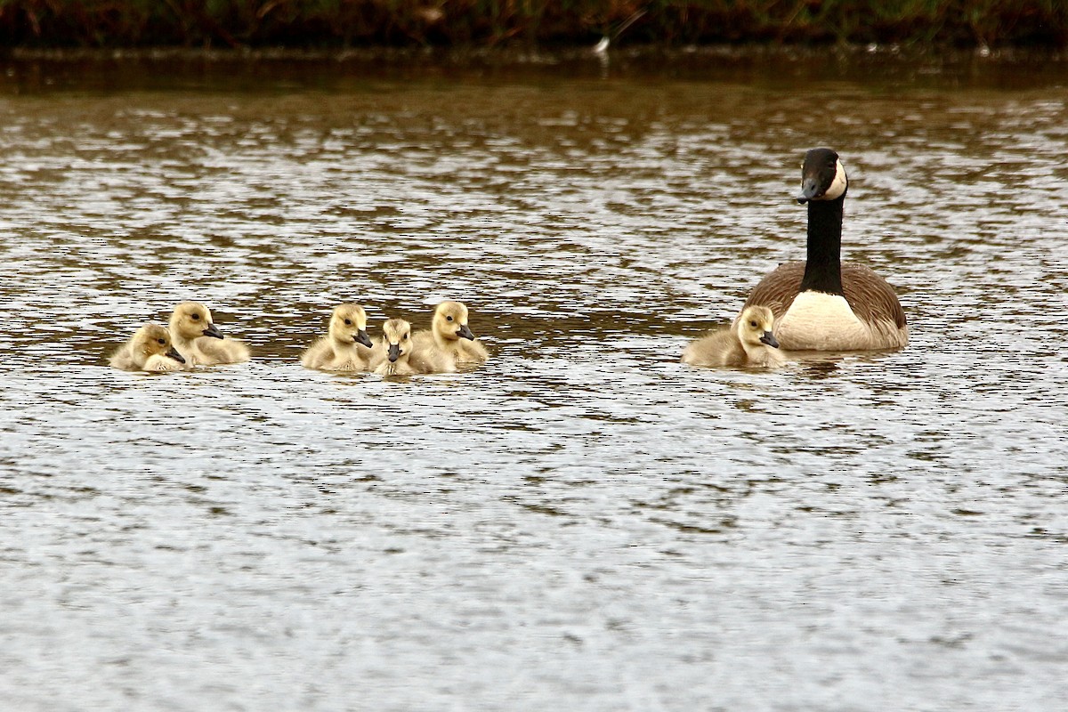 Canada Goose - ML627382485