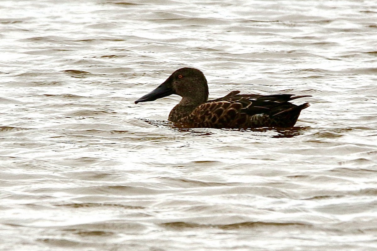 Australasian Shoveler - ML627382488