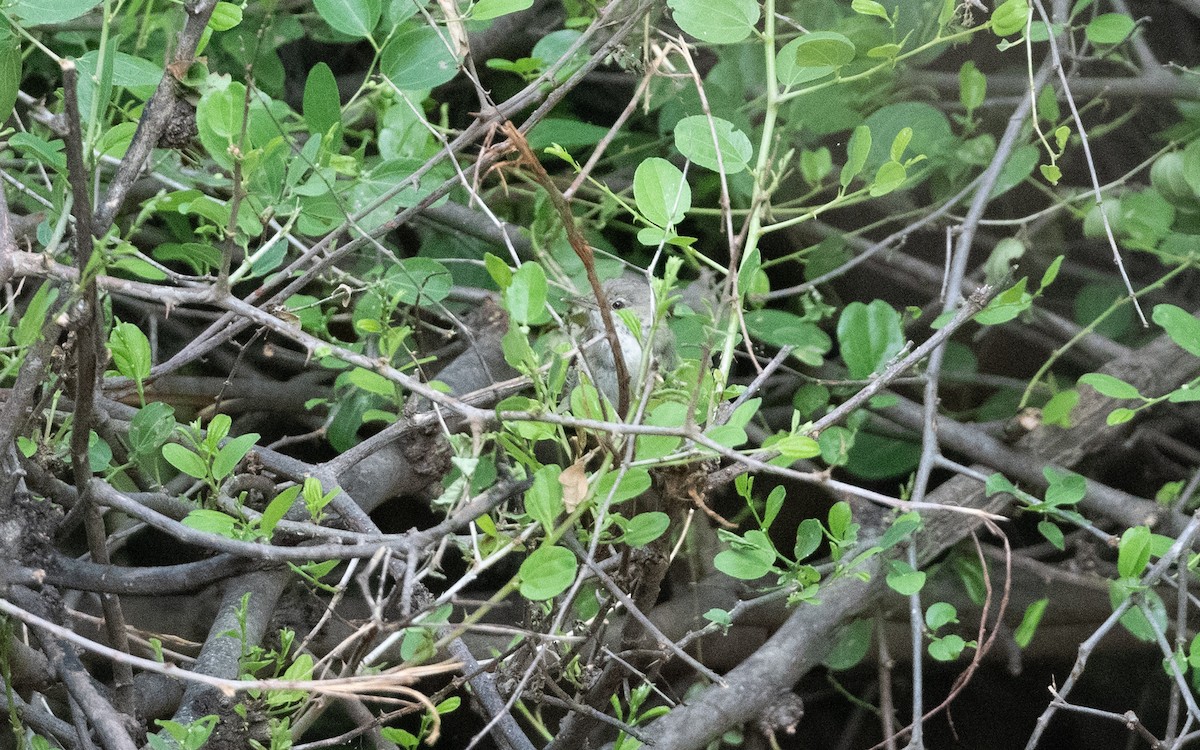 Carricero de Blyth - ML627382489