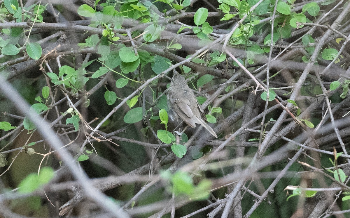 Carricero de Blyth - ML627382490