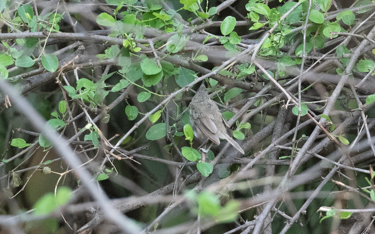 Carricero de Blyth - ML627382491