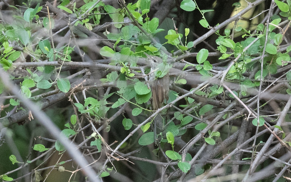 Carricero de Blyth - ML627382492